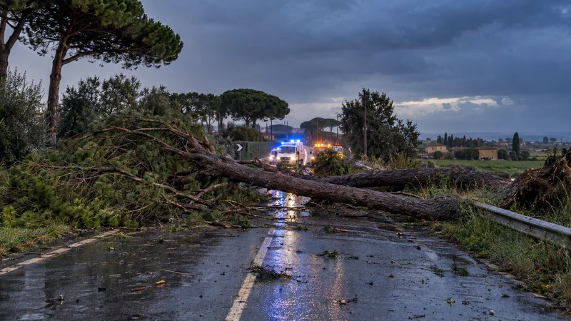 Illustrazione editoriale IA di due pini caduti su una strada bagnata nel territorio di Fiumicino; scena non documentaria.